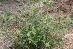 Tragia cannabina
